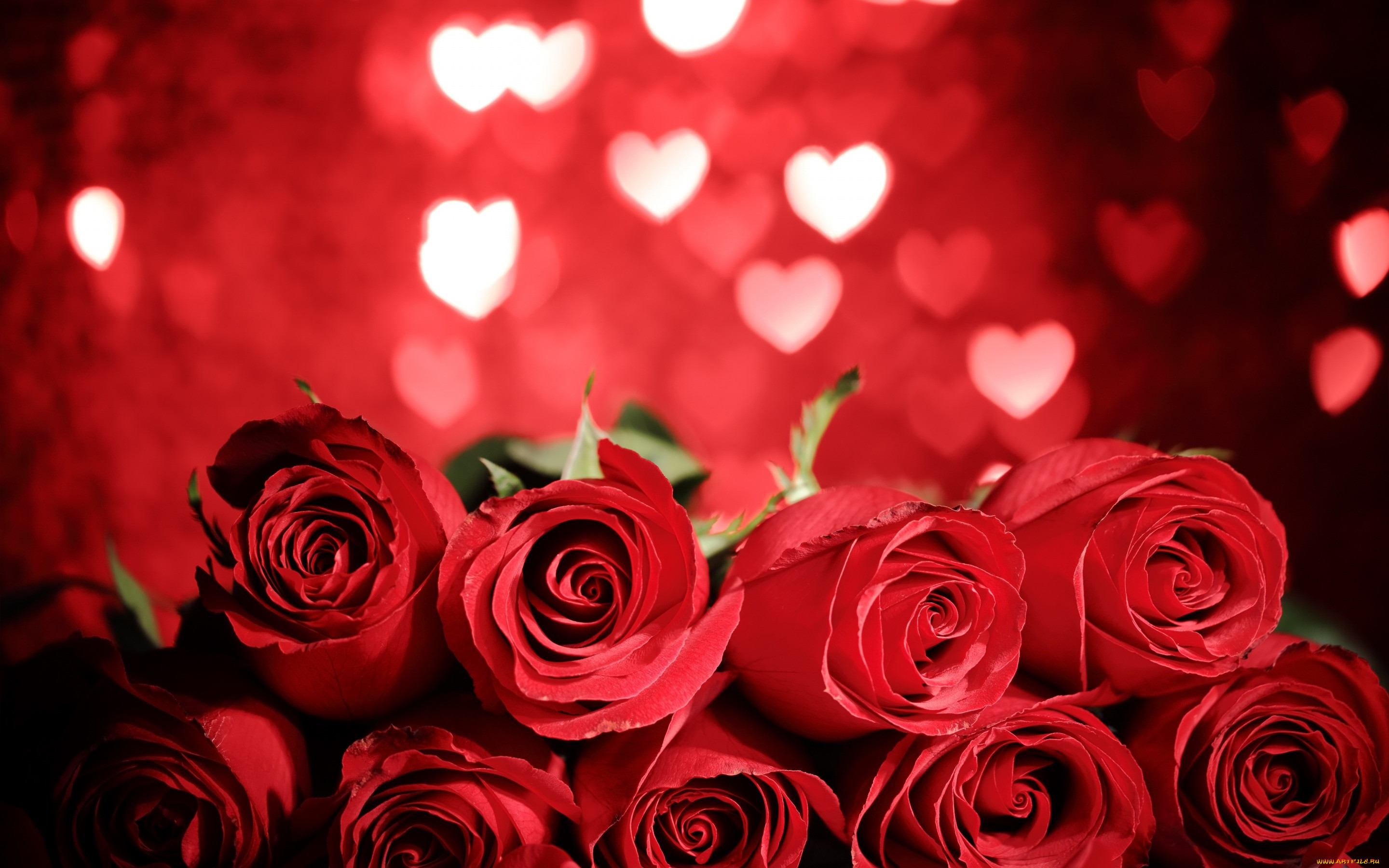 , , flowers, red, gift, romantic, roses, valentine`s, day, love, heart, 